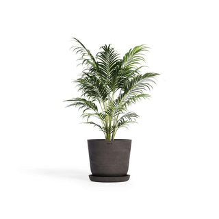 Cerapots underfat i fargen midnight med potte og plante.